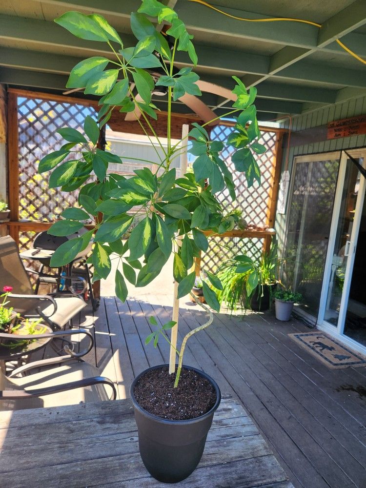 Indoor Umbrella Tree 