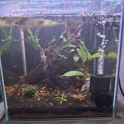 Fish Tanks Set Up 