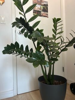 Zz live plant