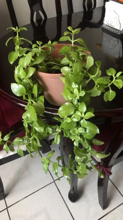 Live plant for inside