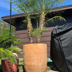 Pygmy Date Palm w/pot for sale 