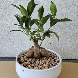 Bonsai Muscle Man In Nice Pot 