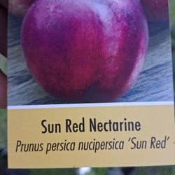 Sun Red Nectarine
