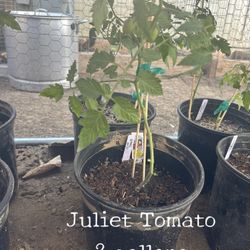 Juliet Tomato Plant (2 Gallons ) 