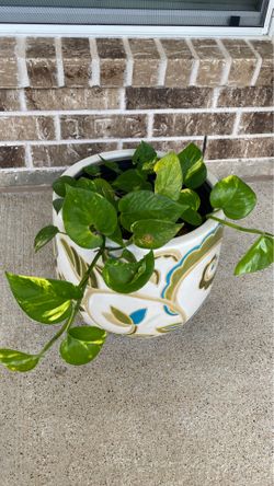 Plant