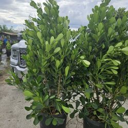 huge clusias over 6 feet tall  Instant  privacy Hedge for fence 