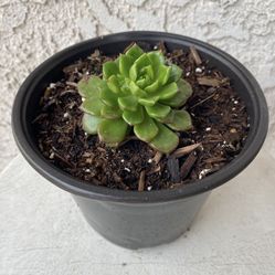 6 Inch Pot Rare Succulent Plant - Sedeveria Rolly Letizia - Rooted & Stablished - Drought Resistant - 🪴