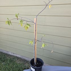 Red Jamaican Cherry Tree (StrawberryTree)