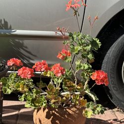 Geraniums Red Flowers Green Leaves In Red Clay Big Pot 
