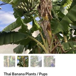 Thai Banana Plants For Sell Only $14  For One 