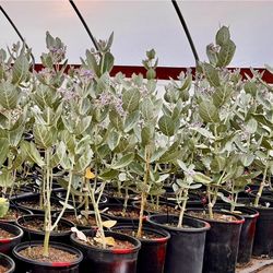 Crown Flower Milkweed aka GIANT milkweed