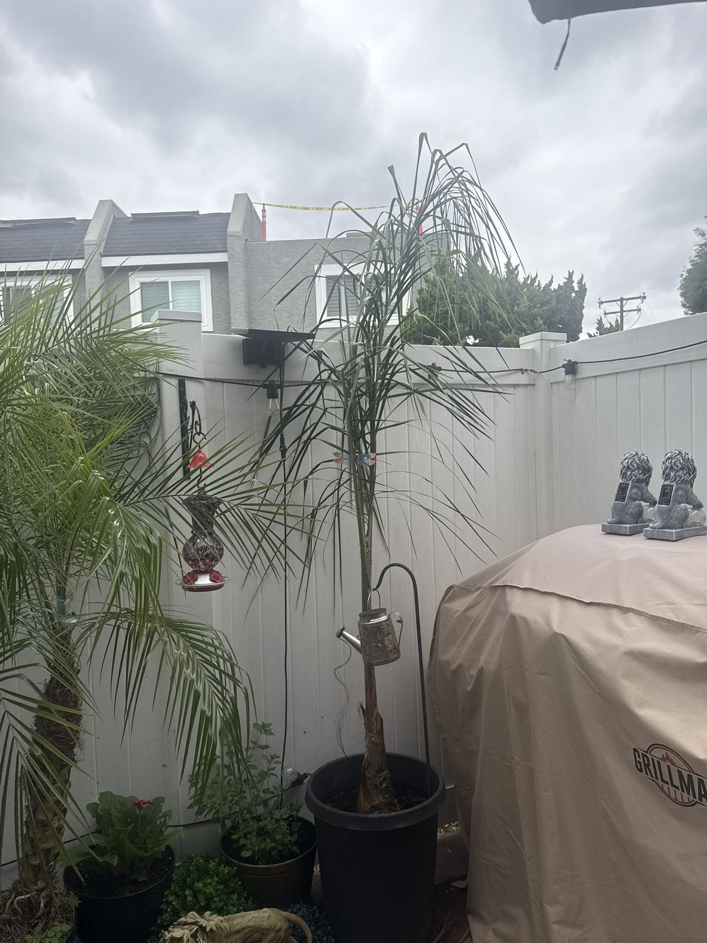 Plam Tress