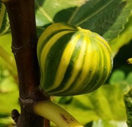 Fig plant