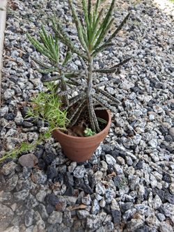 Succulent Plants