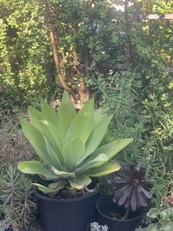 Fox Tail Agave