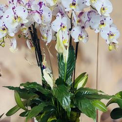 Orquids  And The Peace Lily  Plant In A Ceramic Vase 
