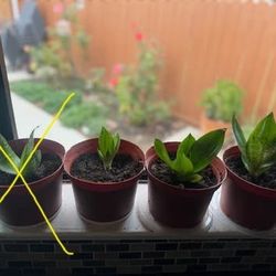 Home Grown Snake Plants 