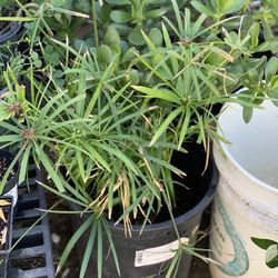 Umbrella Sedge Plant Bush Shrub in Live Plant 5 gallon pot   Cash only  Pick up in North San Jose, By appointment only  Location: located close to She