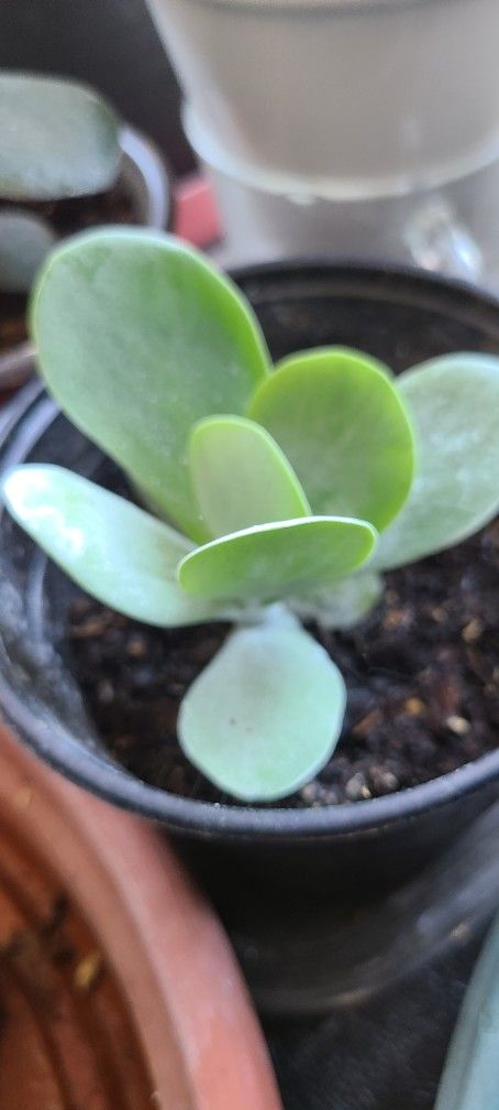 succulent