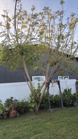 Free Jacaranda