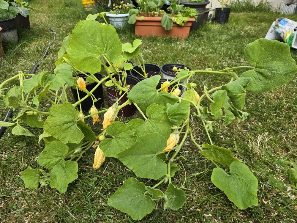 Organic Red Kuri Squash Plants 