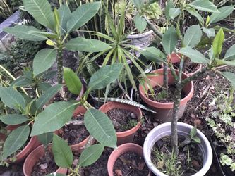 Rooted plumeria in pot