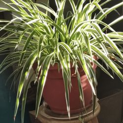 Spider Plant 