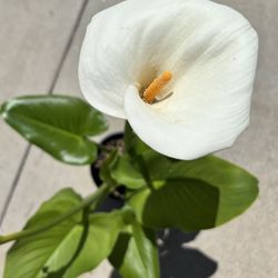 Healthy Seasonal Calla Lily (Zantedeschia aethiopica) Home Grown 
