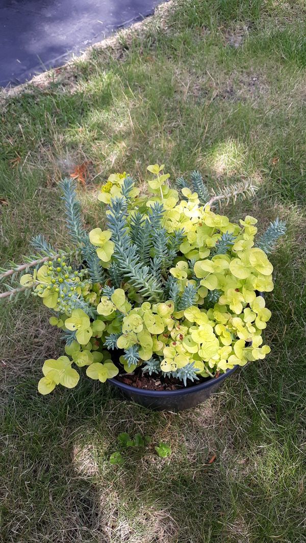 Plants - Two types of perennials, the yellow is a ground cover for Sale