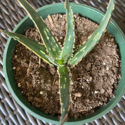 Succulent Plant 🪴 