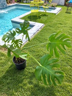 Monstera