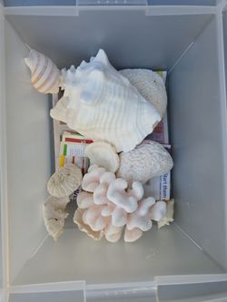 Free Coral & Shells