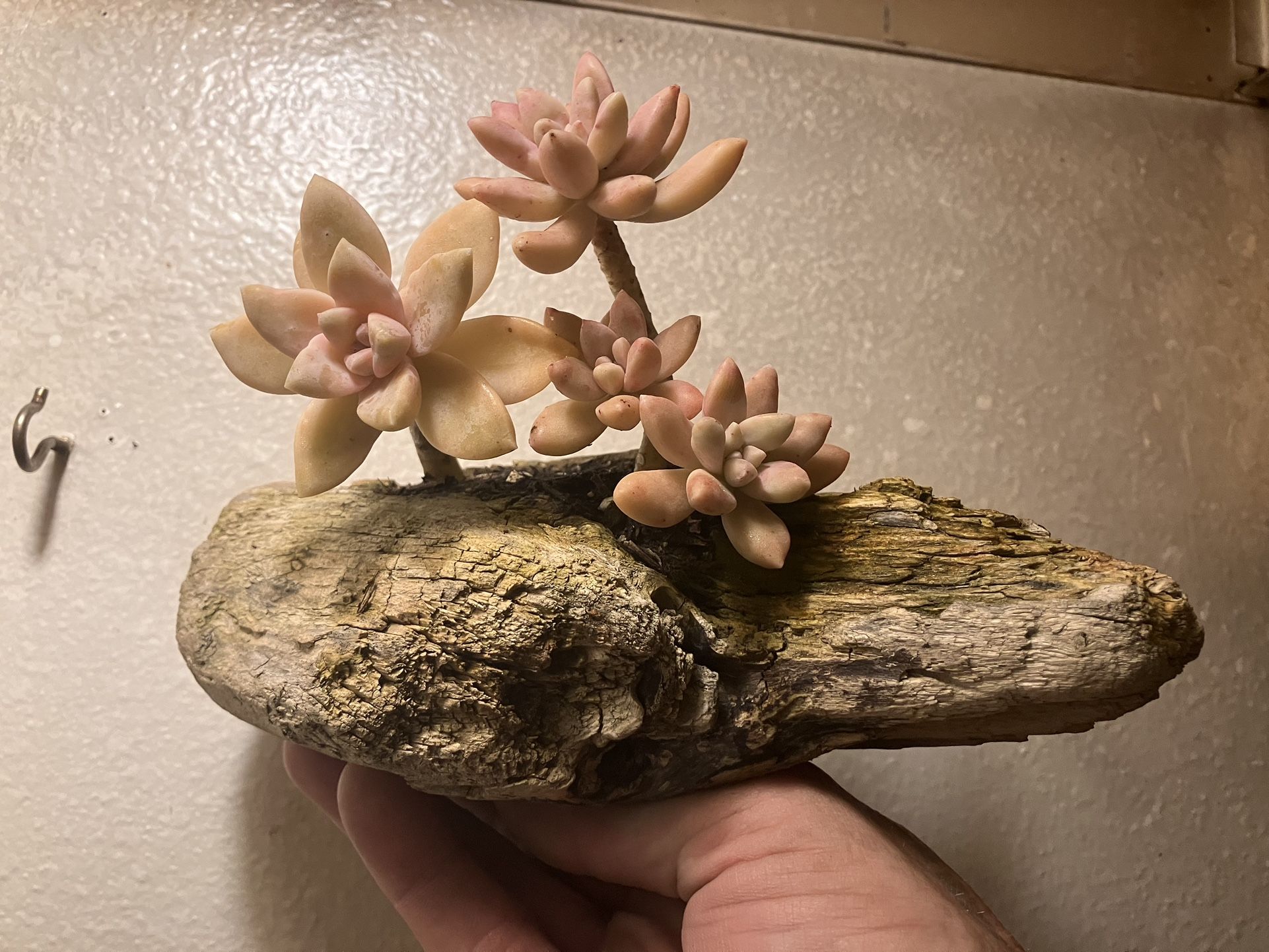 Driftwood Planter Succulent Decoration 