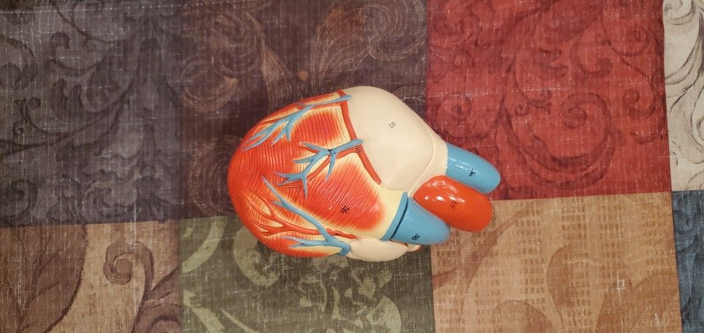 Denoyer Geppert Anatomical ModelCardiopulmonary Model