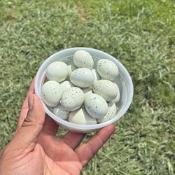 Quail fresh Eggs
