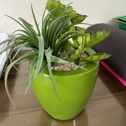 Decorative Plant