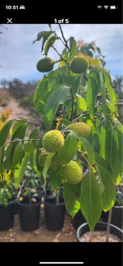 Sweetheart Lychee specimen with fruits