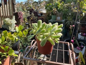 Bear’s Paw