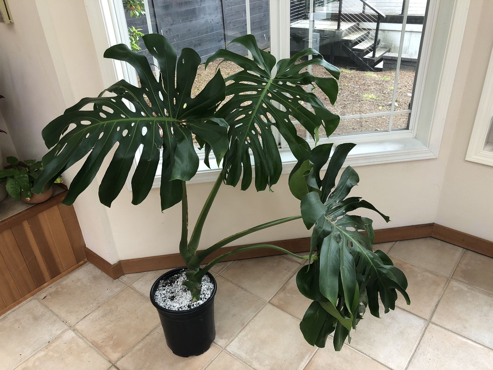 Monstera Giant