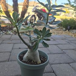 Pink Desert Rose Saplings