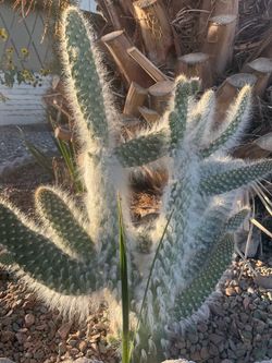 Large opuntia cacti