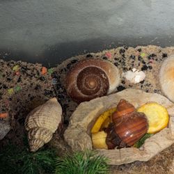 REHOMING HERMIT CRABS 