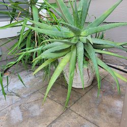 Aloe Vera And Succulents In Pots