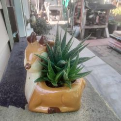 Lida Suculentas En Base Presiosa