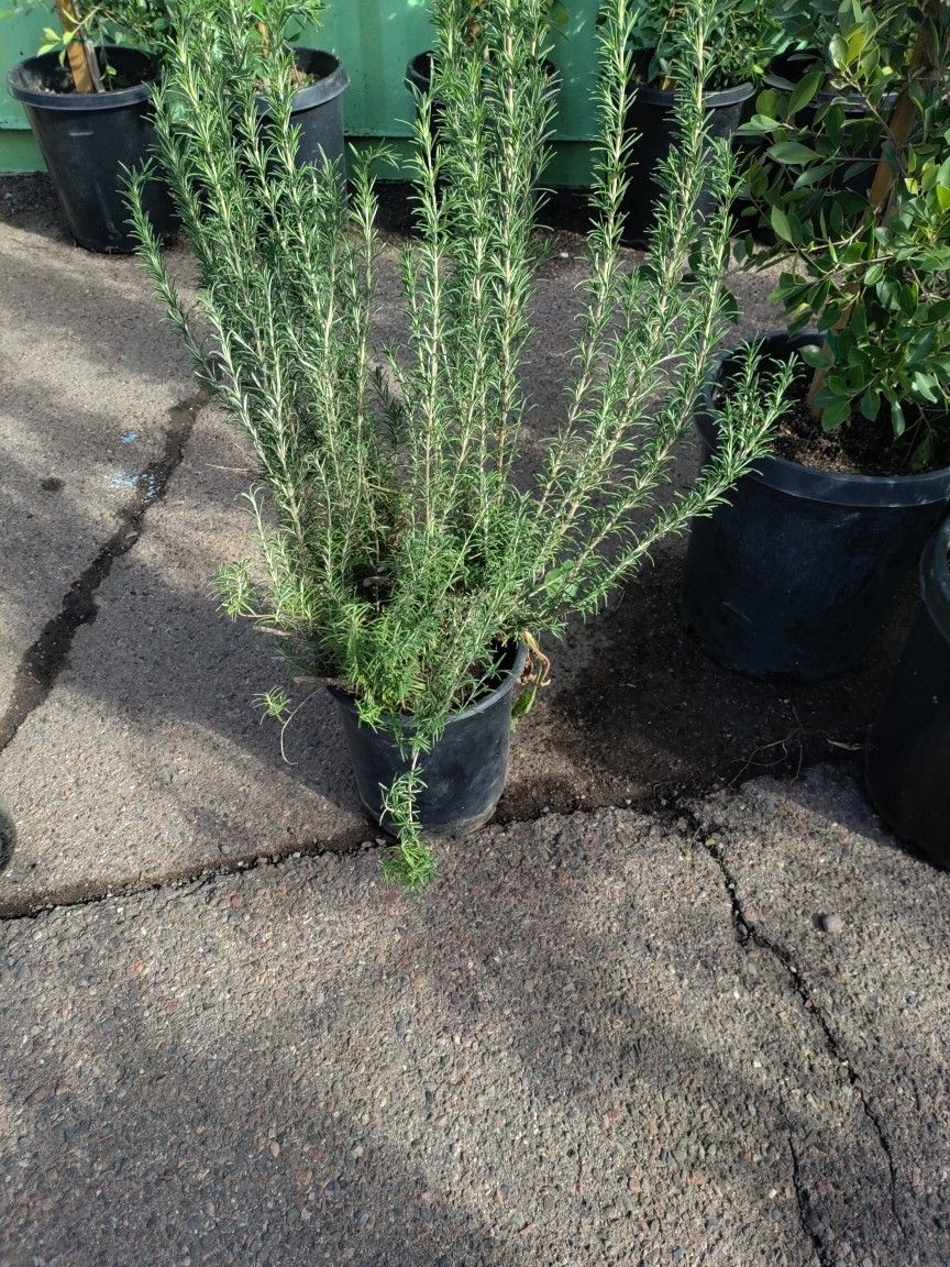 5 Gallon Ficus Tree Almost 6 Ft. $35