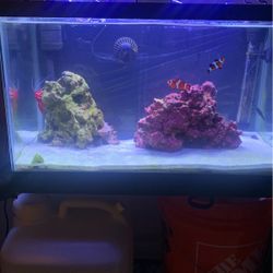 Salt Water 10 Gallon Tank