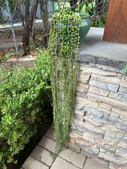 String of Pearls Succulent Plant