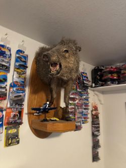 Az javelina mount