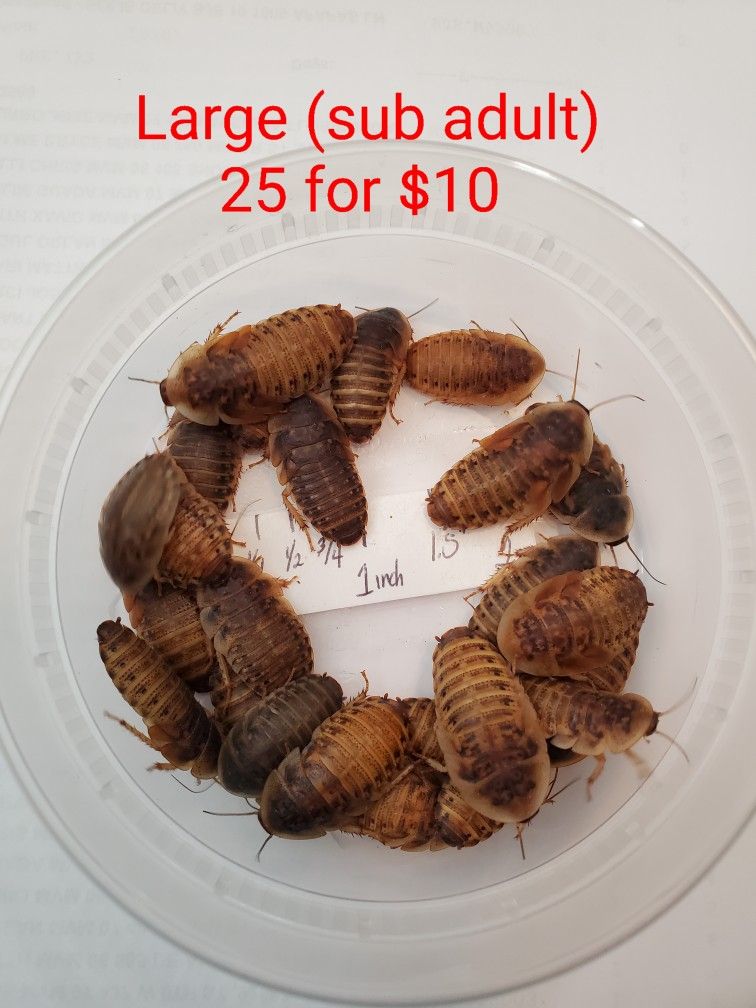 Dubia Feeders