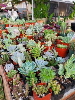 Succulents & Cacti